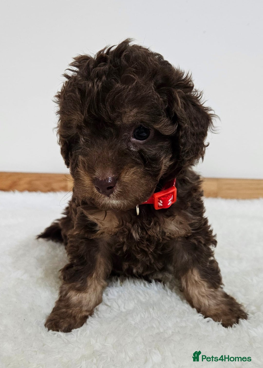 Toy Poodle dogs for sale: Beautiful Toy Poodle Puppies - Advert 5