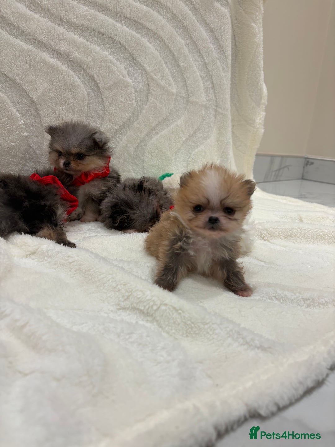Pomeranian dogs for sale: RARE MINI MERLE FLUFFY POMERANIANS  - Advert 16