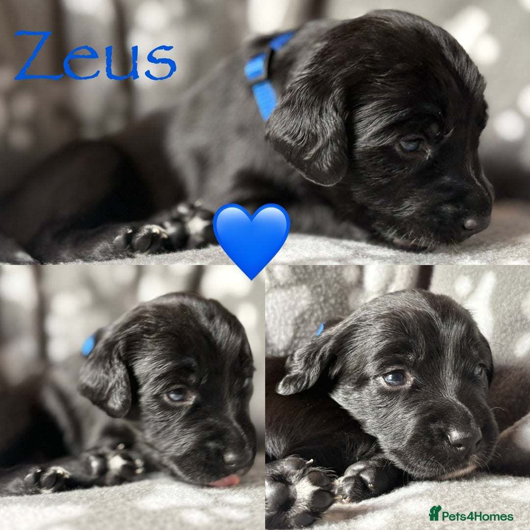 Mixed Breed dogs for sale: Sprockador puppies  - Image 11