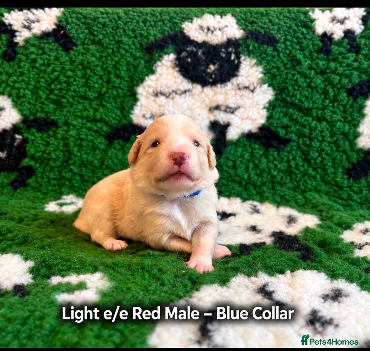 Border Collie dogs for sale: Beautiful Border Collie Puppies-KC Registered - Advert 2