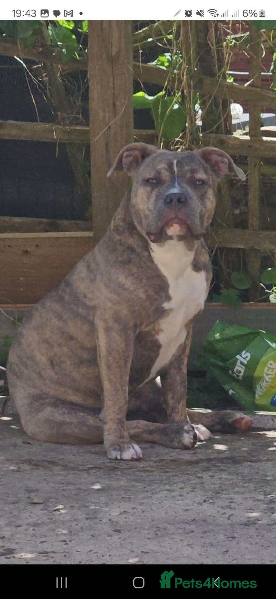 Mixed Breed dogs for sale: BEAUTIFUL  - Advert 1