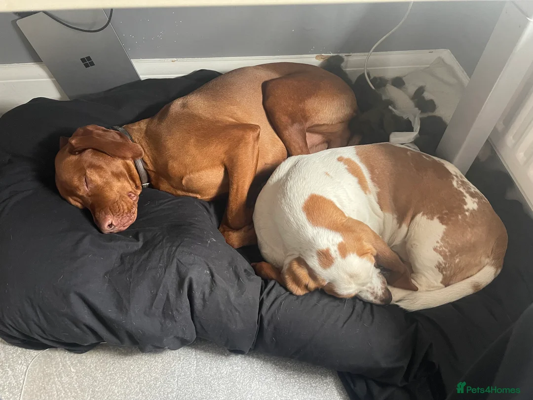 Hungarian Vizsla dogs for stud: KC Hungarian Vizsla  - Advert 7