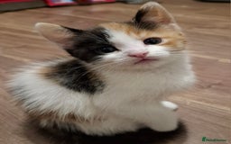 Mixed Breed cats for sale: 2 female kittens ready 17/11 - Image 3