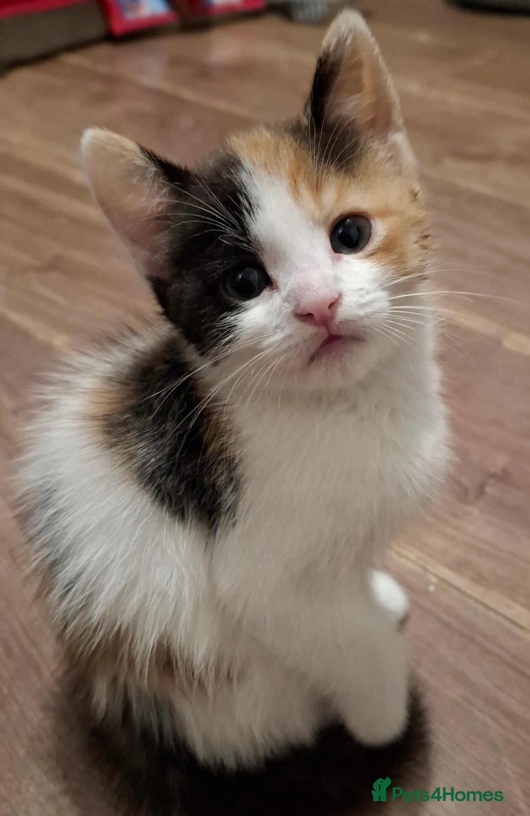 Mixed Breed cats for sale: 2 female kittens ready 17/11 - Image 3