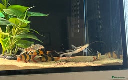 Catfish fish for sale: Loaches & Catfish - Image 2