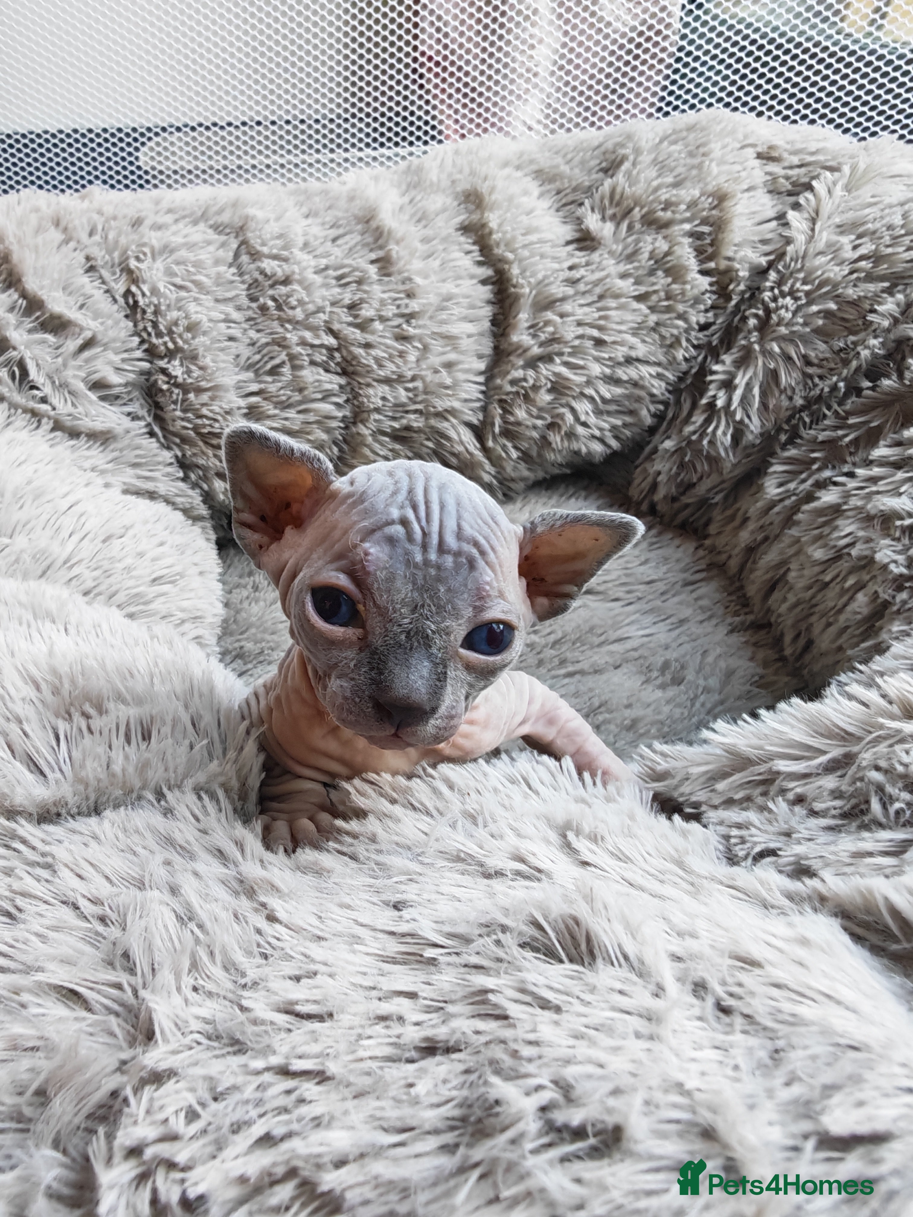 Mixed Breed cats Beautiful Sphynx x ragdoll kittens  - Advert 1