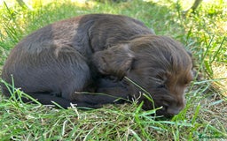 Cocker Spaniel dogs for sale: READY 31st Aug KC Pedigree Working Cocker Puppies - Image 4