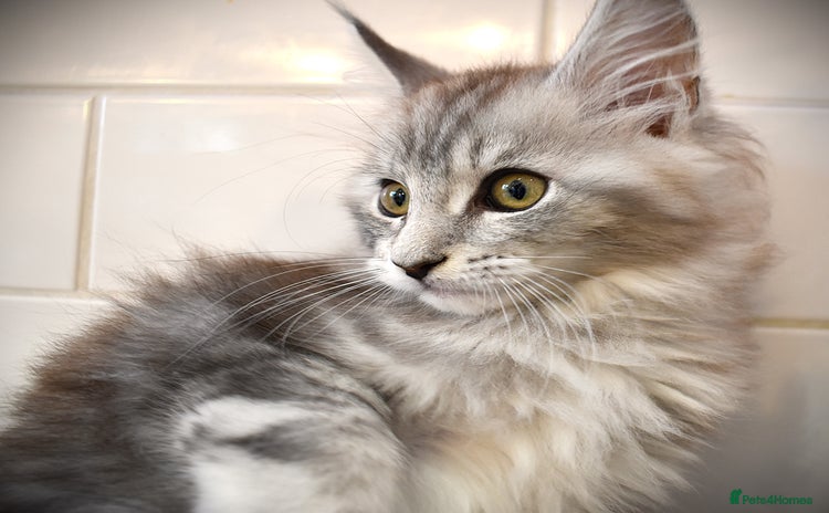 Maine Coon cats - Advert 3