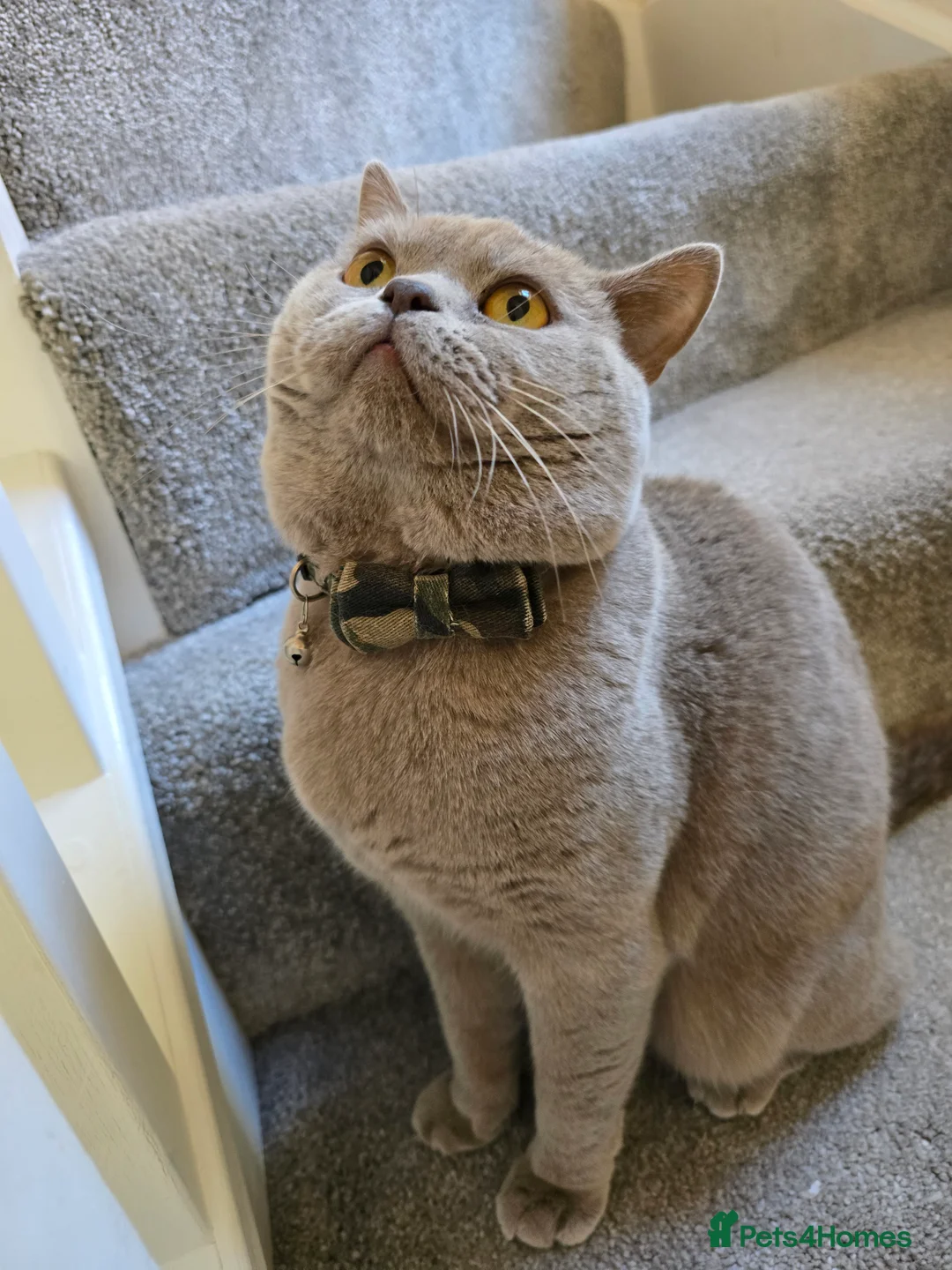 British Shorthair cats for sale: GCCF registered ACTIVE STUD british short hair - Advert 2