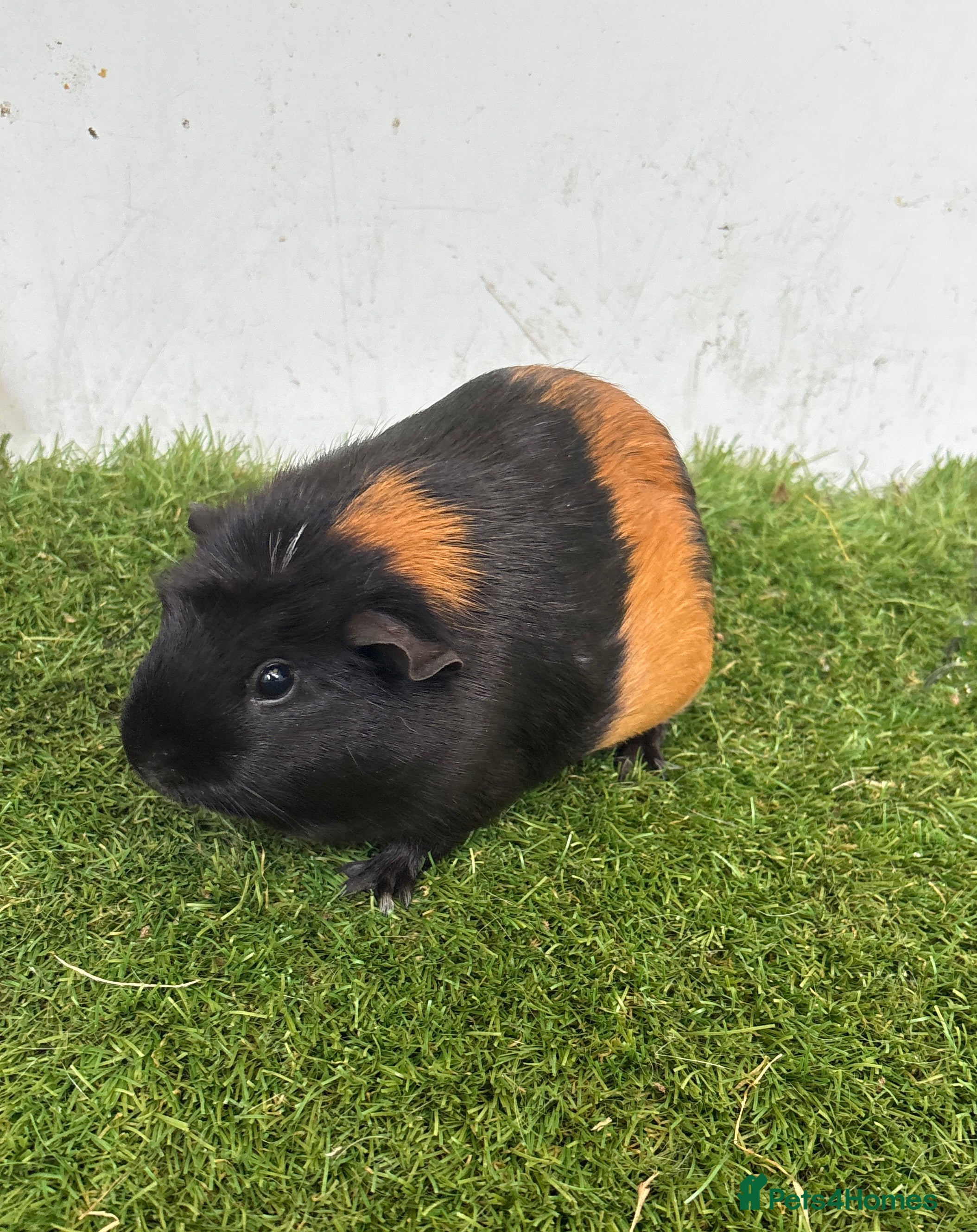 Guinea Pig rodents Female baby guinea pigs  - Advert 5