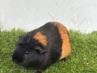 Guinea Pig rodents Female baby guinea pigs - Advert 1