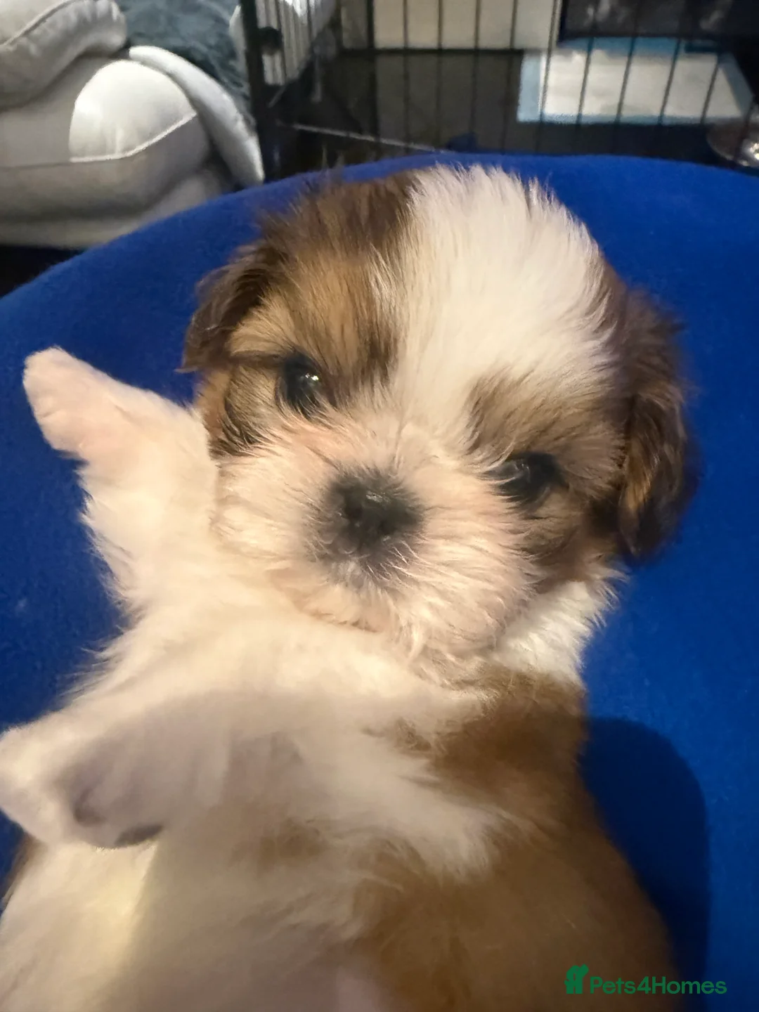 Shih Tzu dogs for sale: Stunning breed standard Shih Tzus  - Advert 4