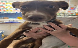 Mixed Breed dogs for sale: Collie cross pups  - Advert 13