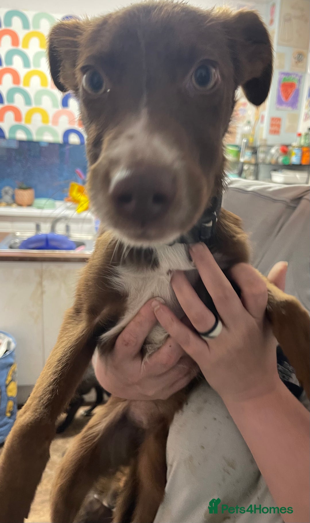 Mixed Breed dogs for sale: Collie cross pups  - Advert 13