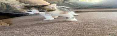Mixed Breed Kitten 2