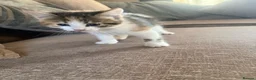 Mixed Breed cats for sale: Beautiful kittens looking for their forever home  - Advert 4