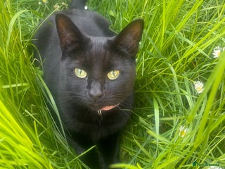 Mixed Breed cats - Advert 6