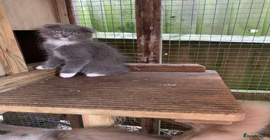 Scottish Fold cats - Advert 2