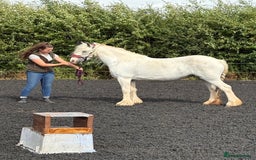 Dales horses for sale: Unreg dales x cob mare - Image 2