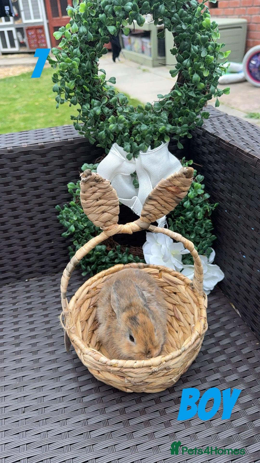 Mixed Breed rabbits for sale: 3 baby rabbits looking for their forever homes - Image 6