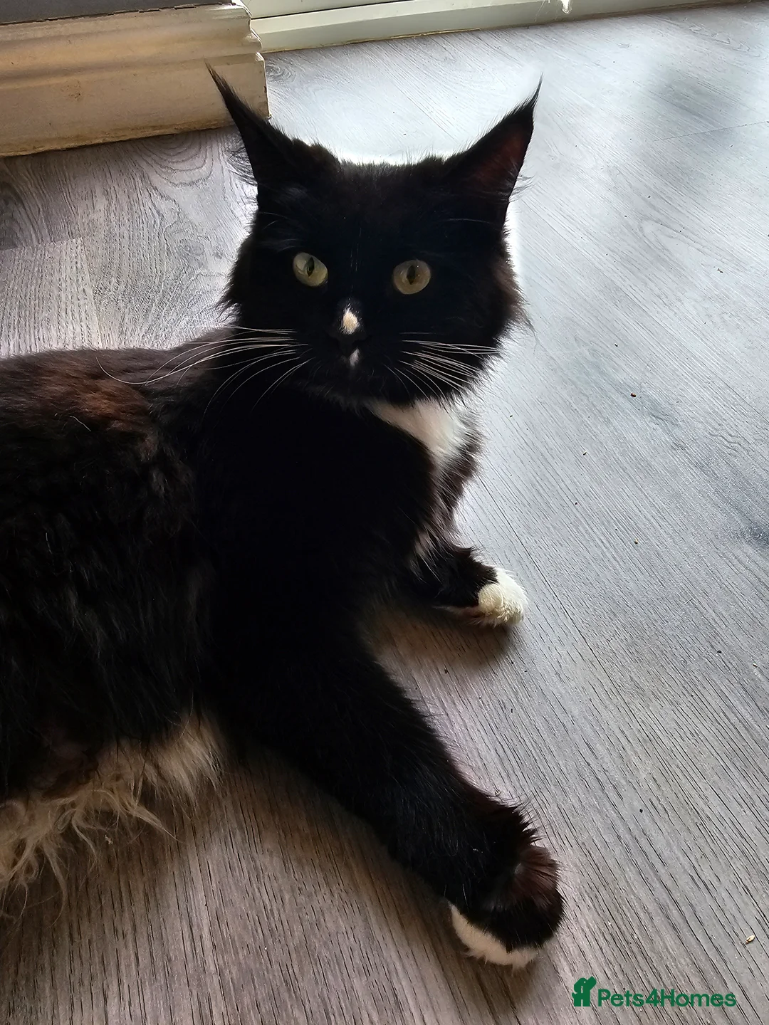 Maine Coon cats for sale: Maine Coon Kittens – Ready After 28th February 🐾 - Advert 4