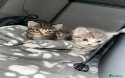 Domestic Shorthair cats for sale: Blue/Brown/Black Tabbies (DSH) - Image 1