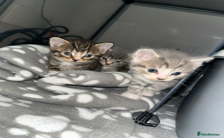 Domestic Shorthair cats - Advert 4