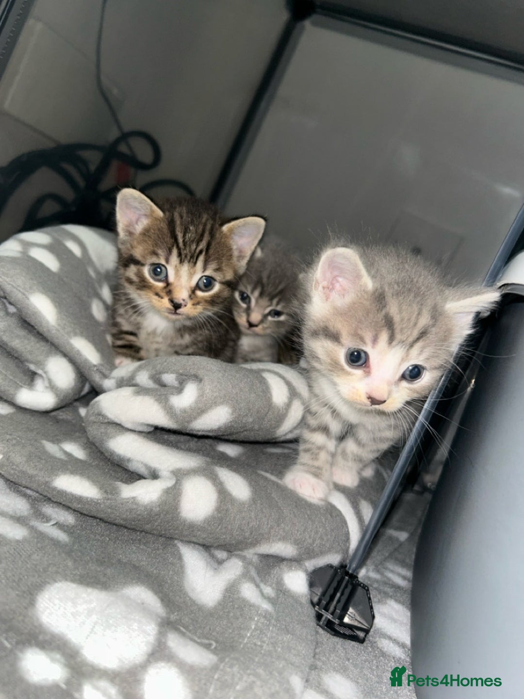 Domestic Shorthair cats for sale: Blue/Brown/Black Tabbies (DSH) - Image 1