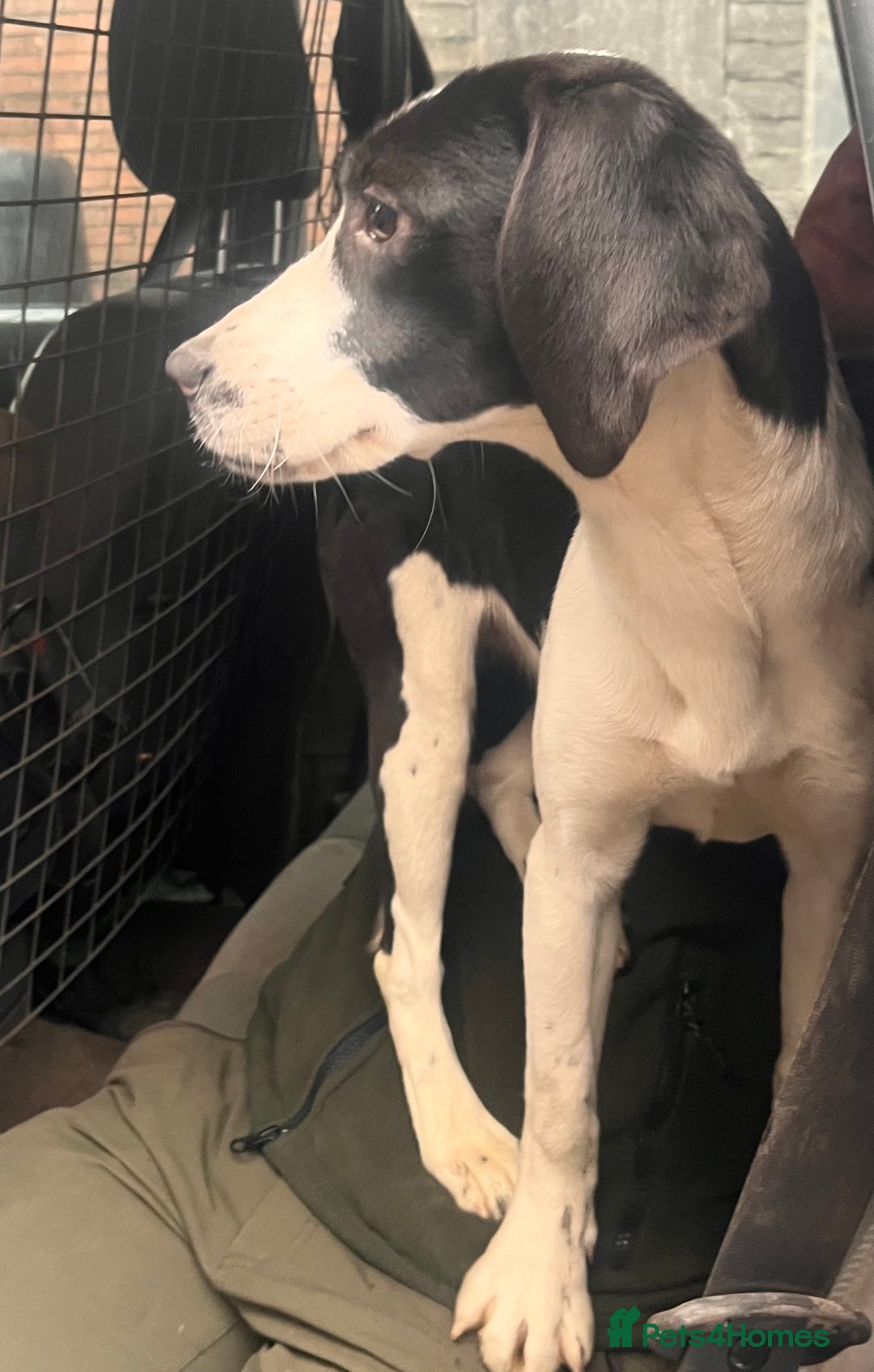 Mixed Breed dogs for sale: Beautiful beagle x spaniel bitch - Advert 2