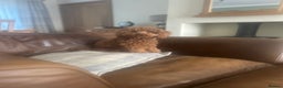 Poodle dogs for stud: Kc Fox red toy poodle for stud  - Advert 10