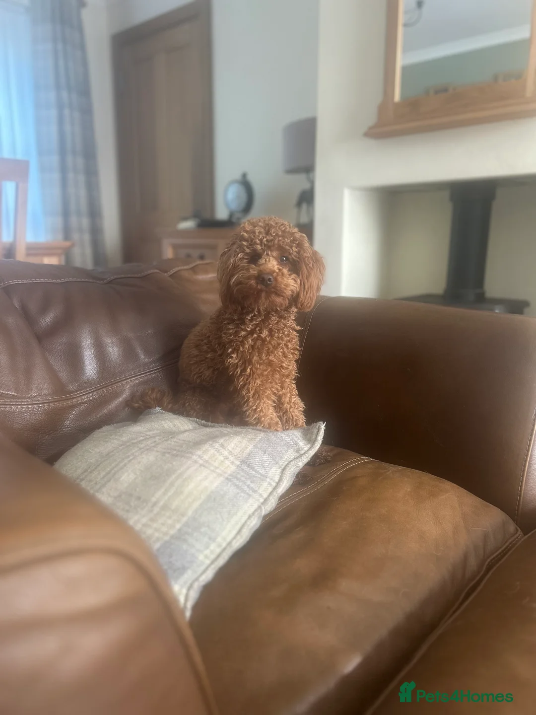 Poodle dogs for stud: Kc Fox red toy poodle for stud  - Advert 10