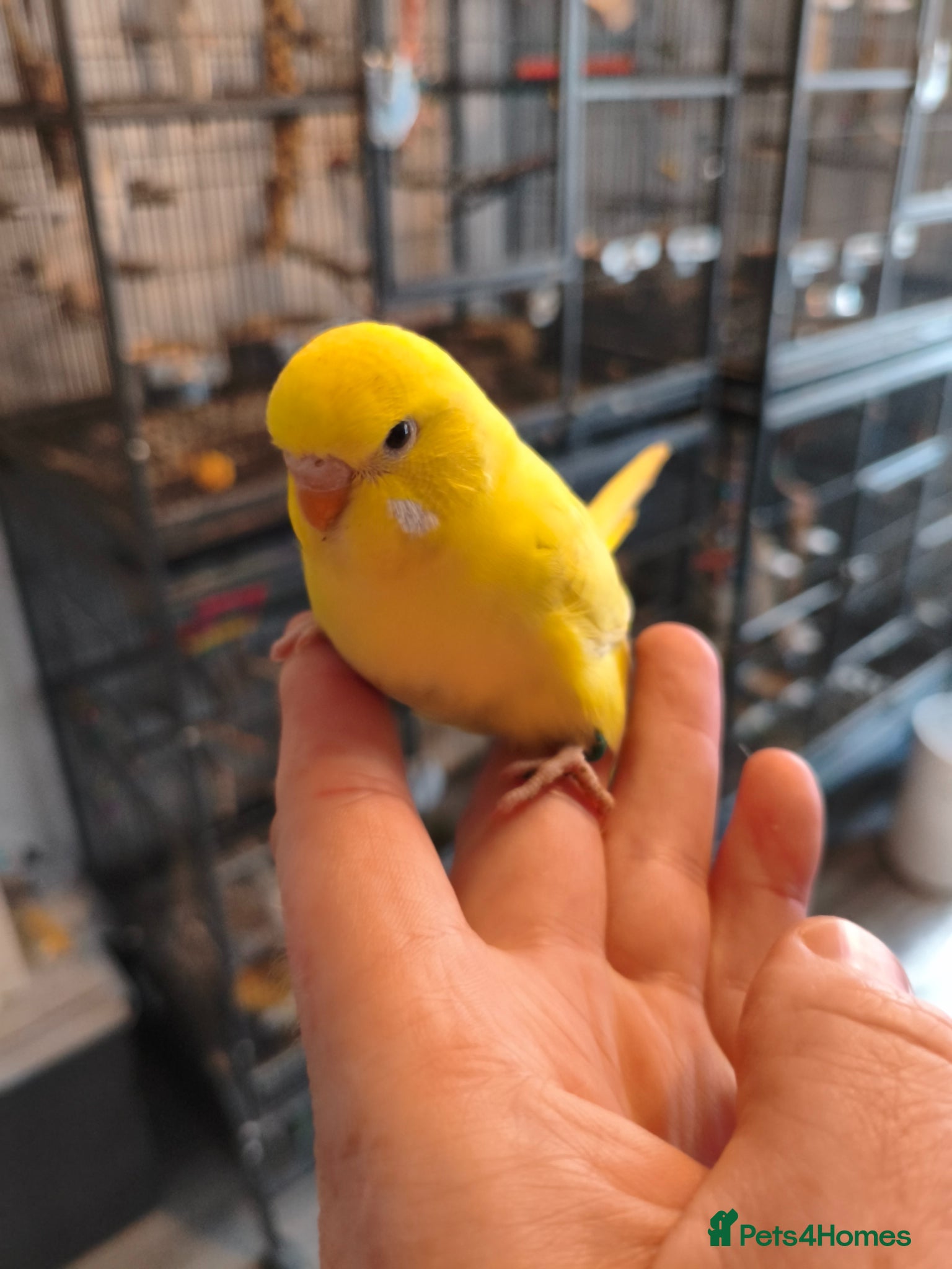 Parakeets birds Budgies - Hand Tame Baby - Advert 10