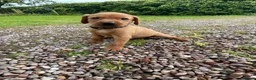 Labrador Retriever dogs for sale: Dark Fox Red Labrador 1 MALE LEFT🏡 KC Registered - Advert 25