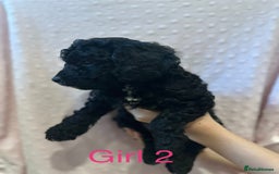Cockapoo dogs for sale: Beautiful F1B cockapoo puppies READY TO GO - Image 8