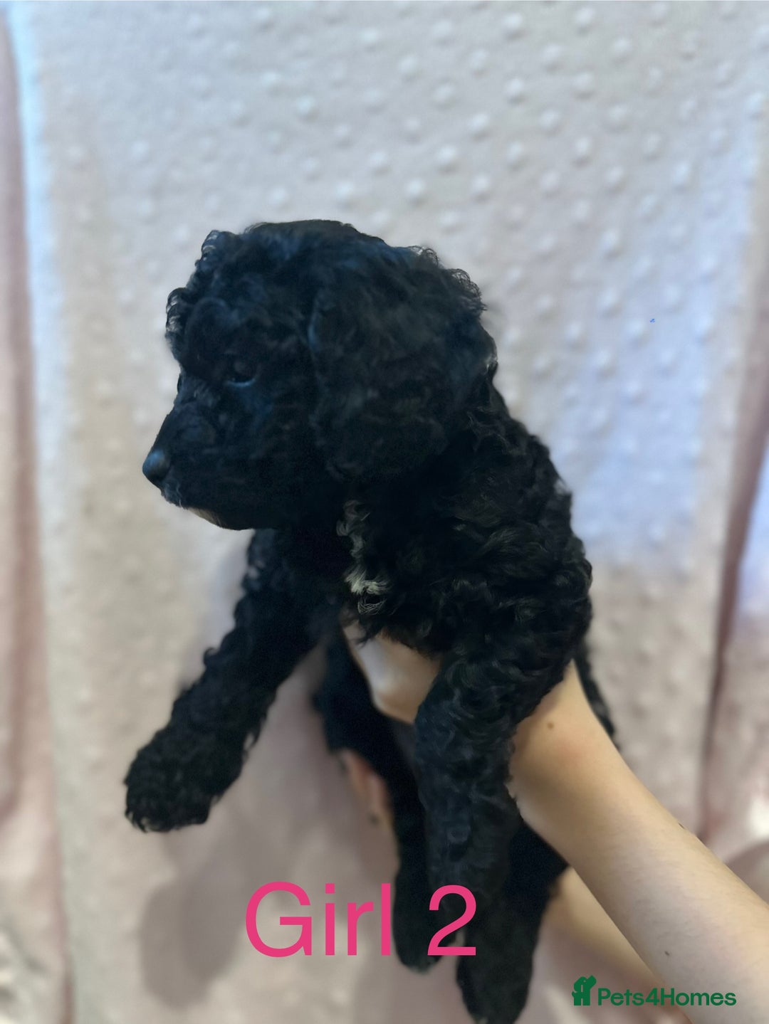 Cockapoo dogs for sale: Beautiful F1B cockapoo puppies READY TO GO - Image 8