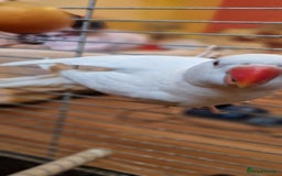 Ringnecks birds for sale: I have white ringnecks 4 months old for sale  - Image 2