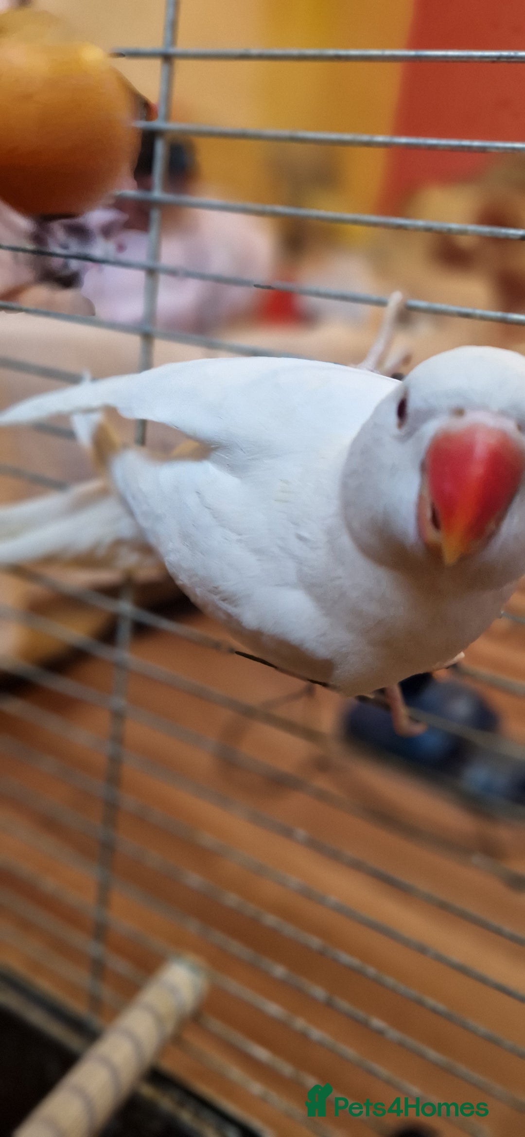 Ringnecks birds for sale: I have white ringnecks 4 months old for sale  - Image 2
