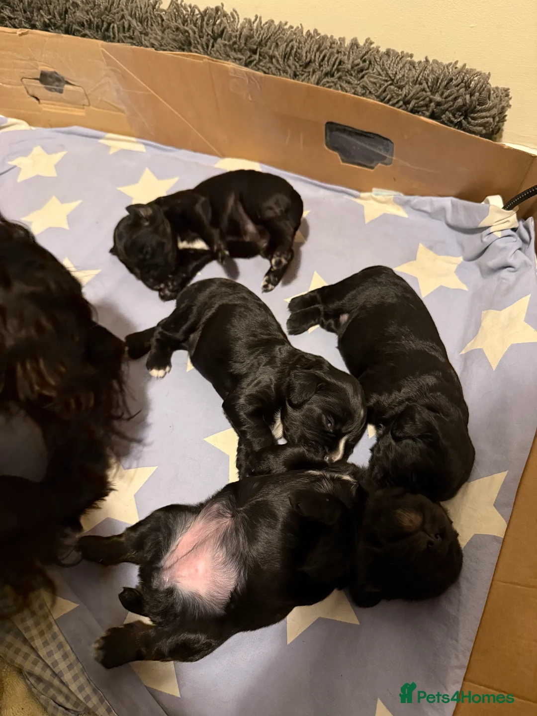 Cocker Spaniel dogs for sale: Working cocker spaniels - Advert 8