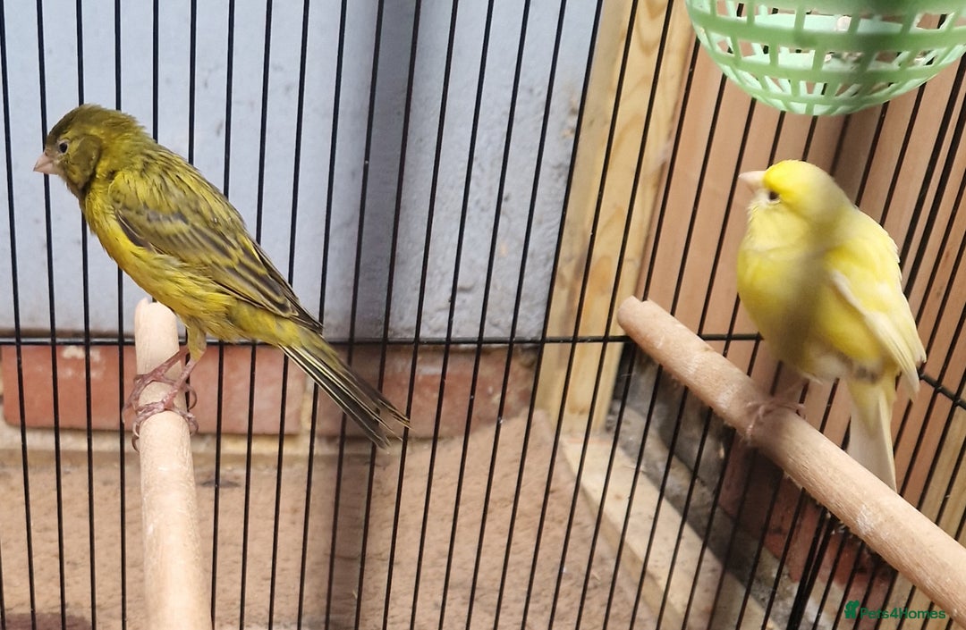 Canaries birds for sale: Spanish timbrado canaries pair - Advert 5