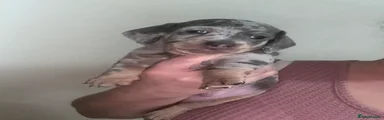 Miniature Dachshund 2