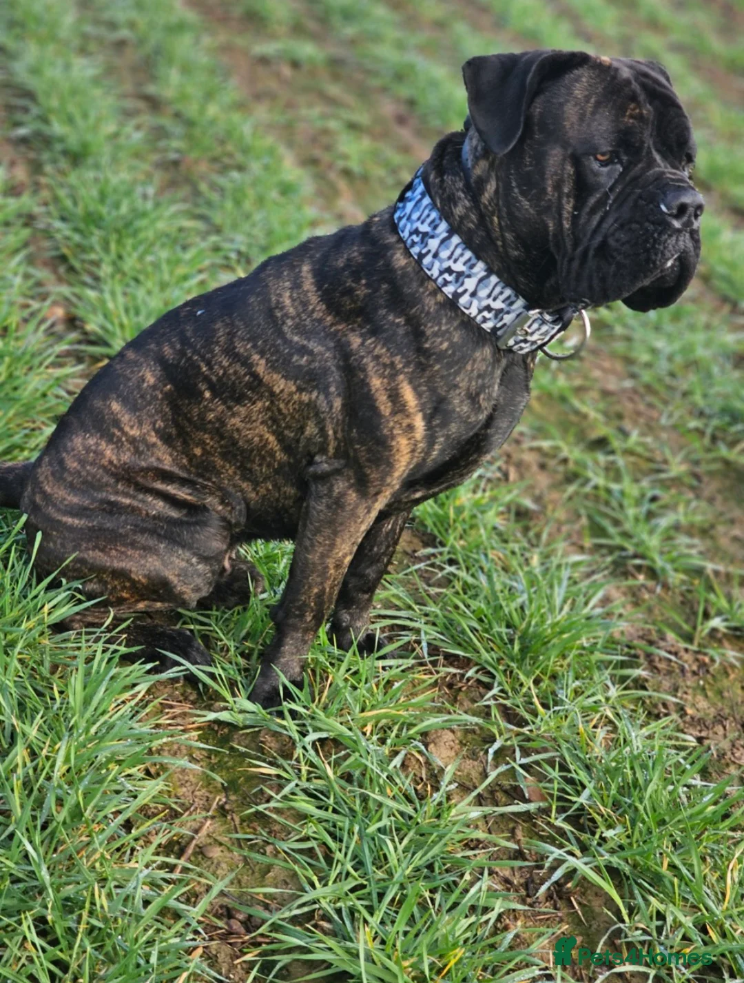 Cane Corso dogs for sale: Cane Corso 4yr Old Male - Advert 2