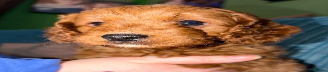 Cavapoo Puppy 5 Orange