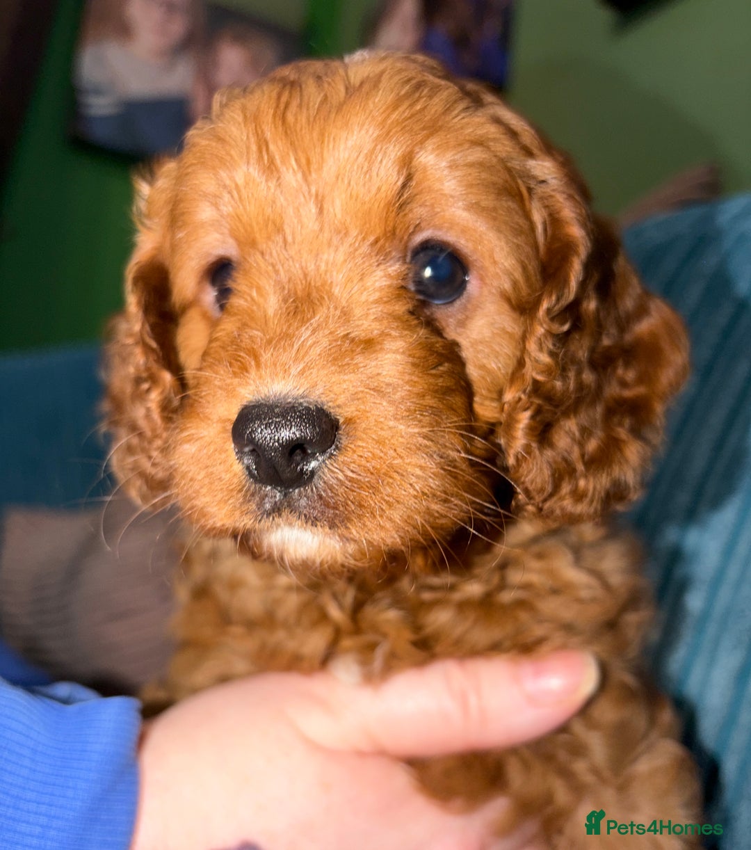 Cavapoo dogs for sale: Playful, affectionate, red Cavapoo puppies  - Image 39