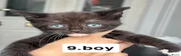 Mixed Breed cats for sale: Cats for sale  in Birmingham - Advert 7