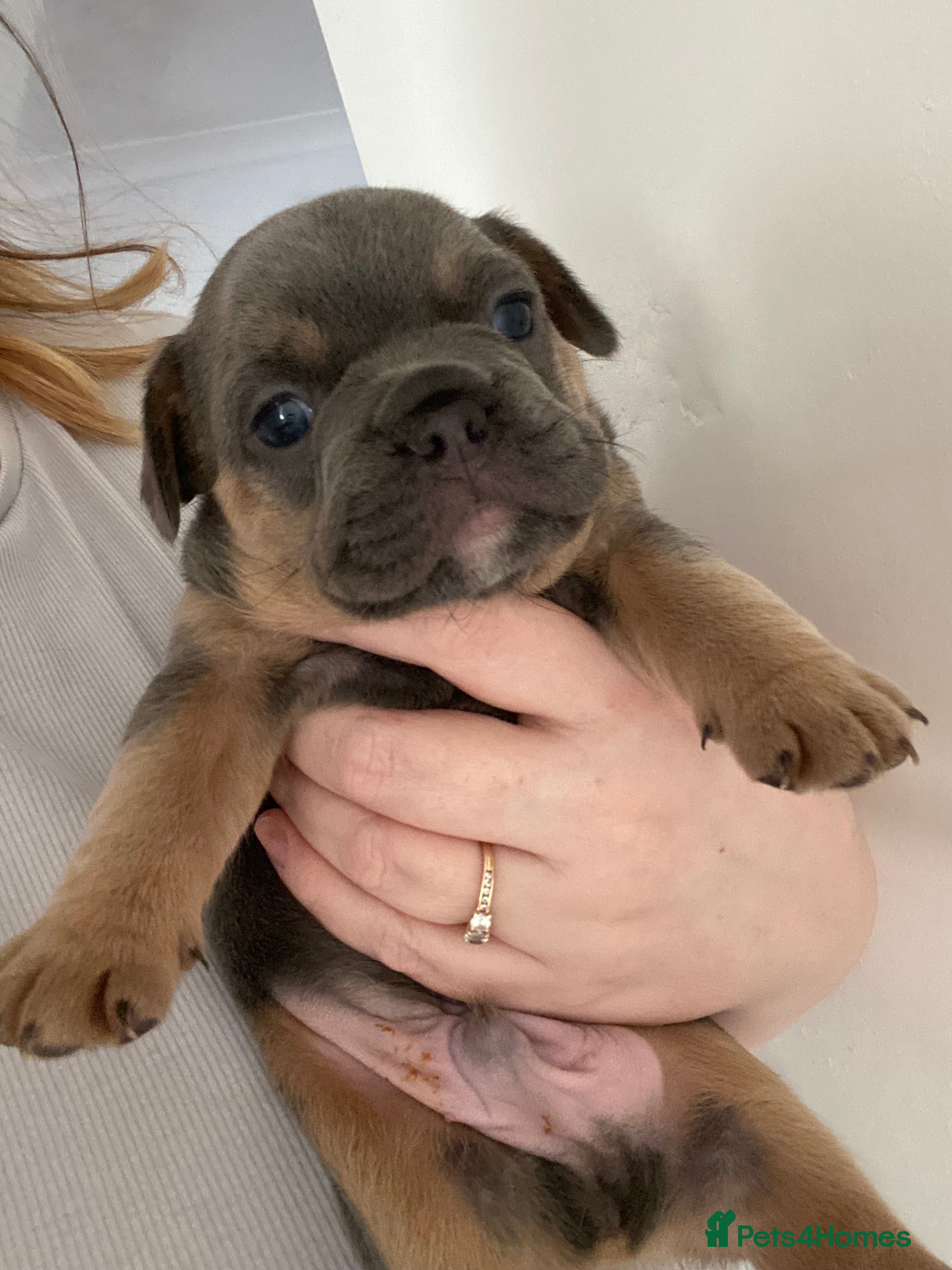 French Bulldog dogs 🐶 🐾 3 BEAUTIFUL FLUFFY CARRIERS FRENCHIES 🐾 🐶 - Advert 1