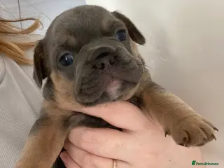 French Bulldog dogs 🐶 🐾 3 BEAUTIFUL FLUFFY CARRIERS FRENCHIES 🐾 🐶 - Advert 1