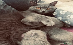 British Shorthair cats for sale: 🐾 Blue British Shorthair Kittens  🐾 - Image 14