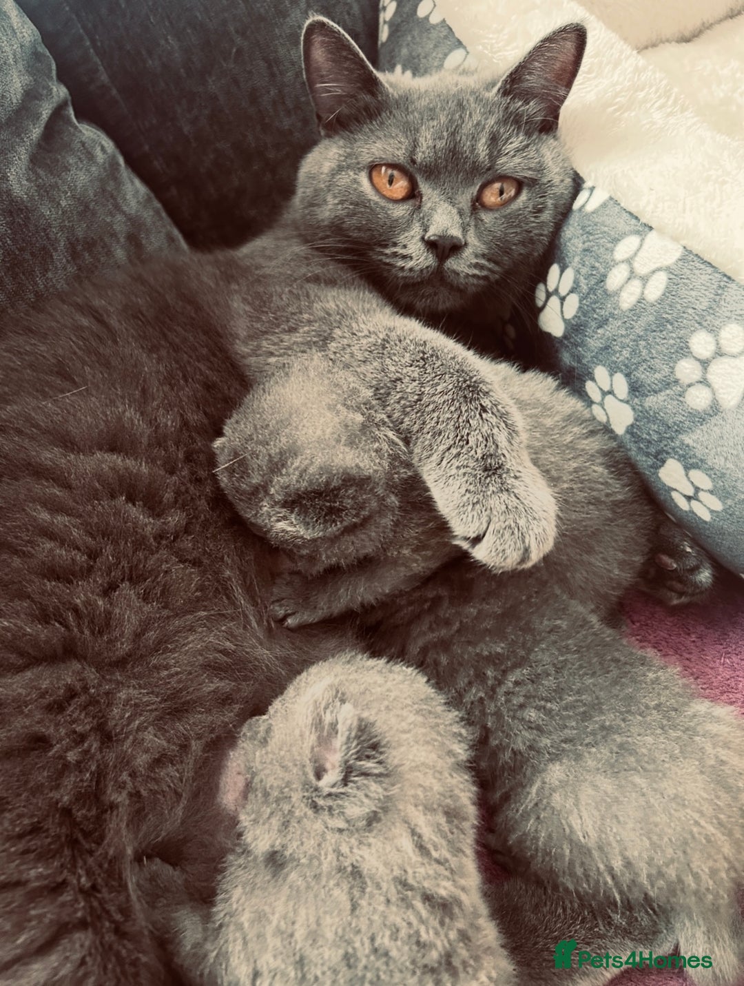 British Shorthair cats for sale: 🐾 Blue British Shorthair Kittens  🐾 - Image 14