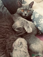 British Shorthair cats - Advert 2