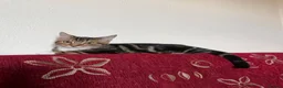 Mixed Breed cats for sale: Golden kitten for sale in London - Advert 3